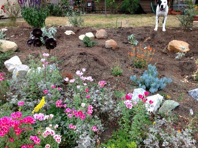 SageChula2014_2299[1]