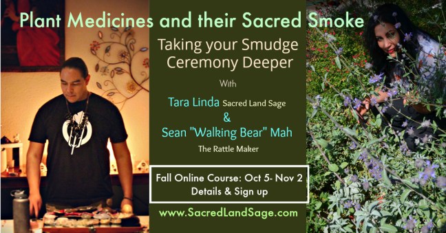 PlantMedicines-Flier