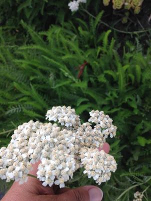 yarrow