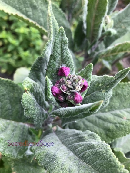 Peru Sage-IMG_4392-M