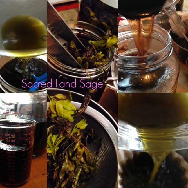 SageTincture-SacredLandSage