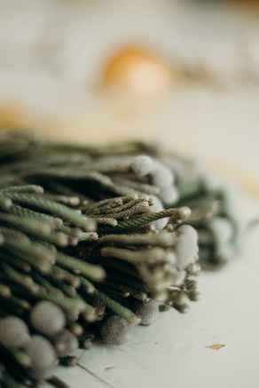 close up view of an evergreen leaves