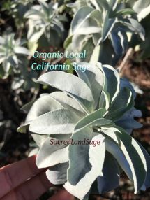california White sage-M-IMG_1795