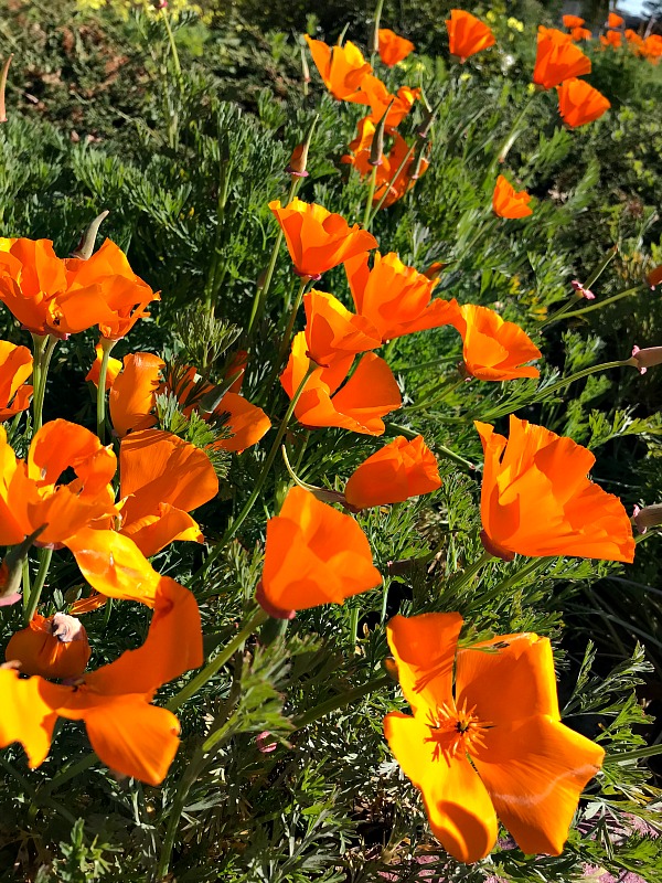 Poppies-IMG_7905