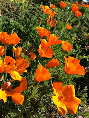 Poppies-IMG_7905