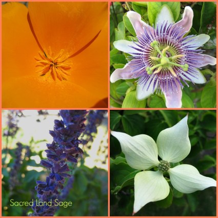Blooms-SacredLandSage