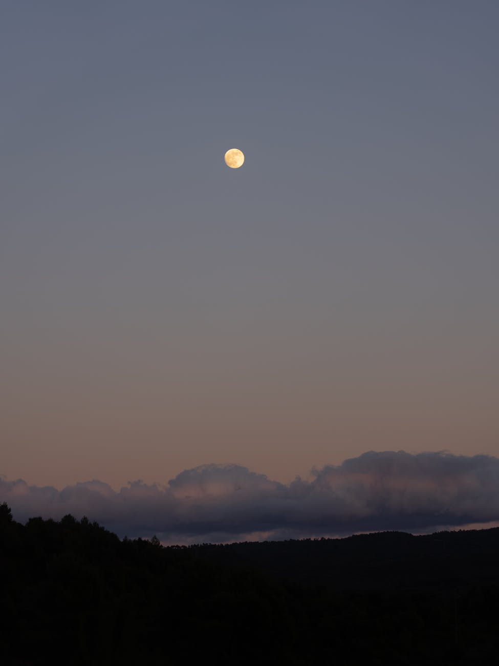 silhouette of trees during sunset